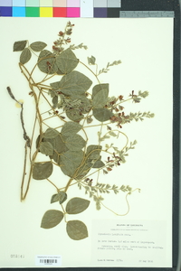 Rhynchosia latifolia image