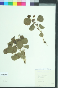 Rhynchosia reniformis image