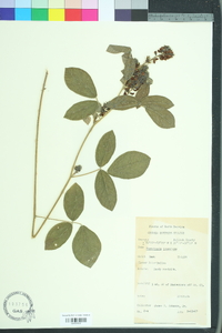 Rhynchosia tomentosa image