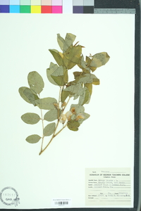 Robinia hispida image