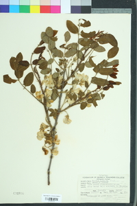 Robinia hispida image