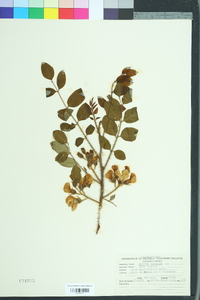 Robinia hispida image