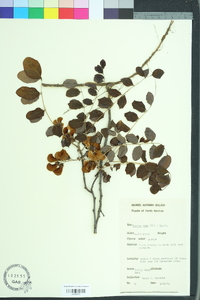 Robinia hispida image