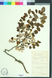 Robinia hispida image