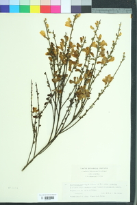 Cytisus scoparius image