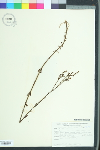 Hypericum denticulatum image