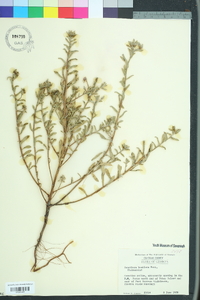 Oenothera humifusa image