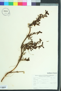 Ludwigia arcuata image