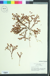 Hypericum suffruticosum image