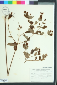 Triadenum virginicum image