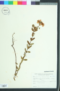 Hypericum crux-andreae image