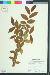 Ulmus alata image