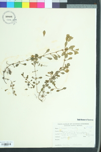 Ludwigia repens image