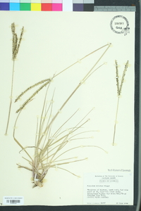 Paspalum notatum image