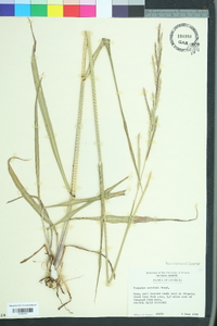 Paspalum urvillei image