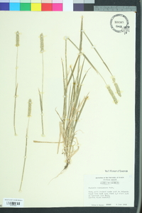 Phalaris caroliniana image