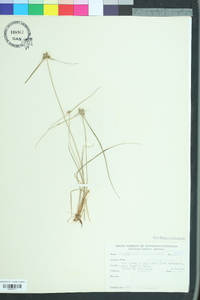 Cyperus neotropicalis image