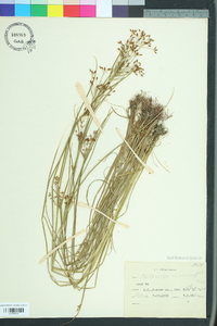 Rhynchospora scirpoides image