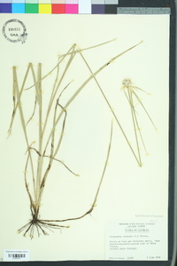 Rhynchospora colorata image