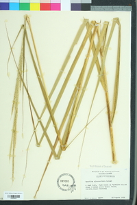 Spartina alterniflora image