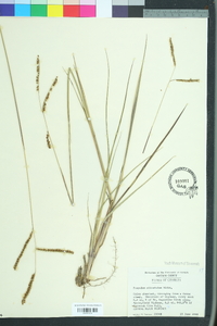 Paspalum plicatulum image