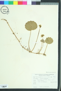 Hydrocotyle bonariensis image