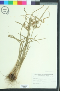 Cyperus tetragonus image