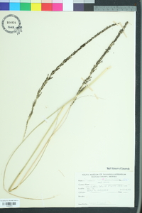 Sporobolus indicus image