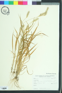 Setaria corrugata image