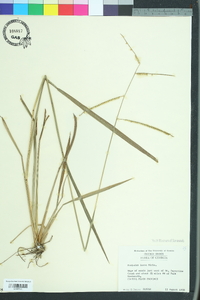 Paspalum laeve image