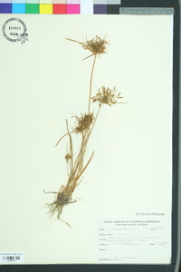 Cyperus filicinus image