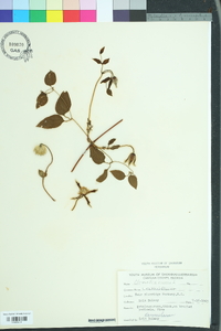 Clematis viorna image