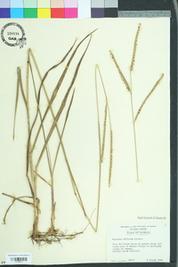 Paspalum floridanum image