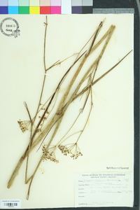 Tiedemannia filiformis image