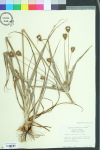 Cyperus retrofractus image