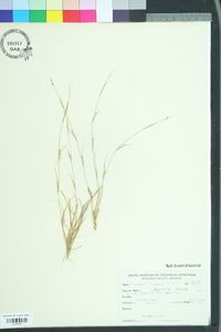 Sporobolus vaginiflorus image