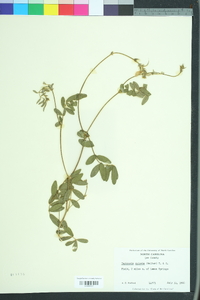 Tephrosia spicata image