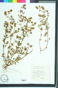 Trifolium arvense image