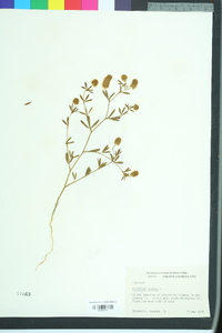 Trifolium arvense image