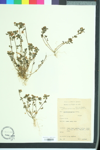 Trifolium dubium image