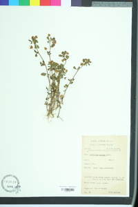 Trifolium dubium image