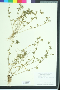 Trifolium dubium image