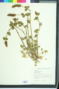 Trifolium incarnatum image