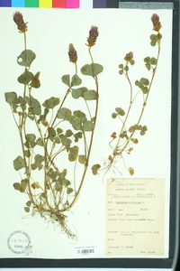 Trifolium incarnatum image