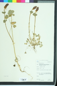 Trifolium incarnatum image