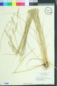 Spartina patens image