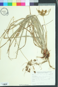 Cyperus tetragonus image