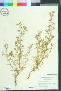 Polypremum procumbens image