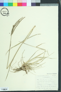 Paspalum notatum image