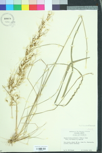 Sorghastrum elliottii image